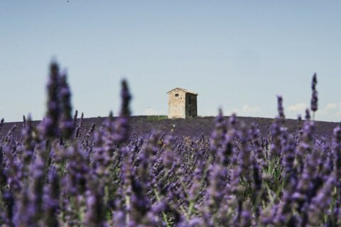 Lavender fields in Provence – shooting locations in the South of France